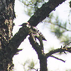Woodpecker