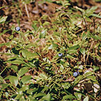 Blueberries